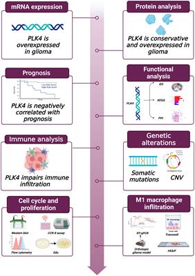 PLK4 initiates crosstalk between cell cycle, cell proliferation and macrophages infiltration in gliomas